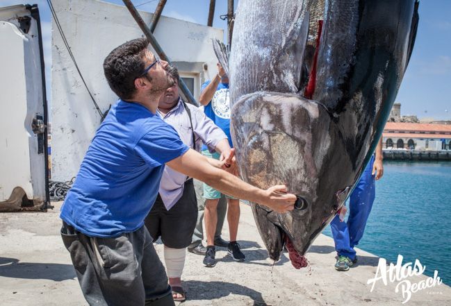 Atun de Tarifa y Barbate de la almadraba